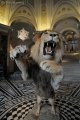 Lion NHM